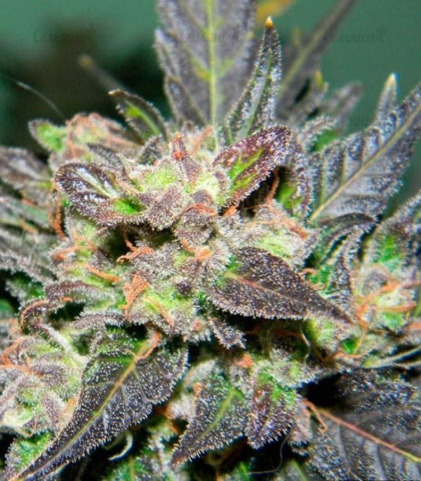 Семена сорта Ultra Power Plant (Victory Seeds) — изображение 7