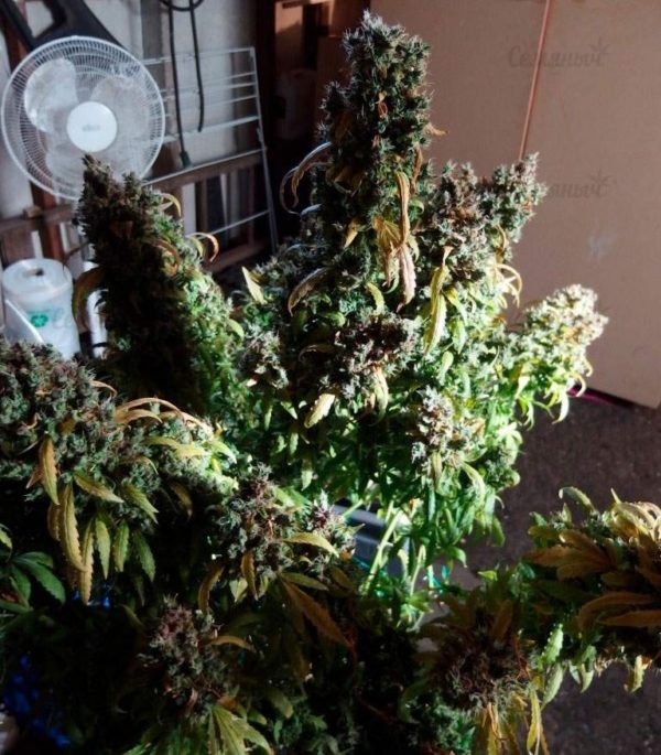 Семена сорта Ultra Power Plant (Victory Seeds) — изображение 8