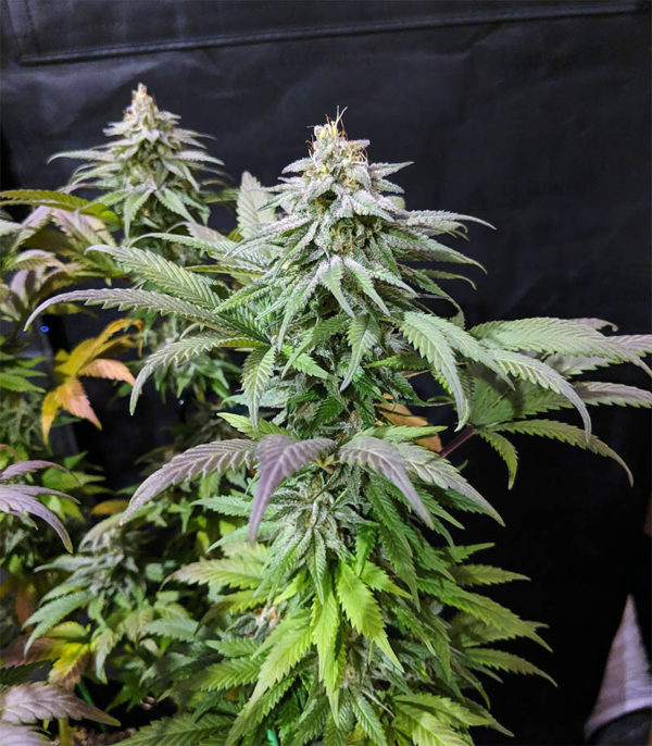 Семена сорта Midnight Mass (Heavyweight Seeds) — изображение 4