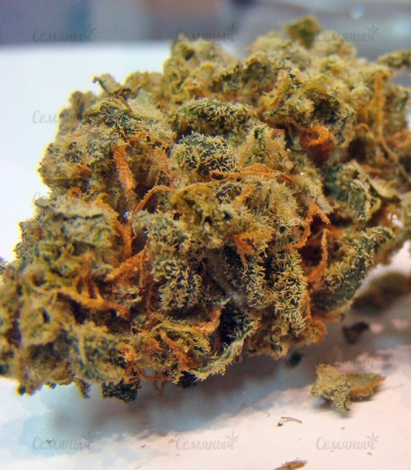 Семена сорта Midnight Mass (Heavyweight Seeds) — изображение 5