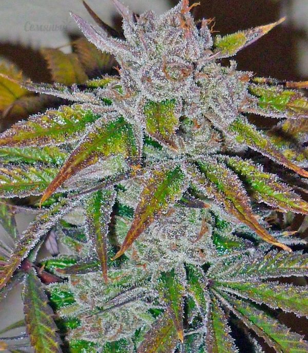 Семена сорта Midnight Mass (Heavyweight Seeds) — изображение 6