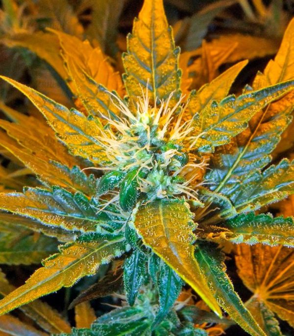 Семена сорта Auto Galaxy (Pyramid Seeds) — изображение 4