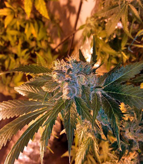 Семена сорта Auto Galaxy (Pyramid Seeds) — изображение 5