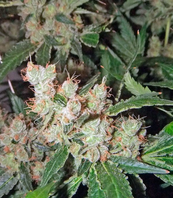 Семена сорта Auto Galaxy (Pyramid Seeds) — изображение 6