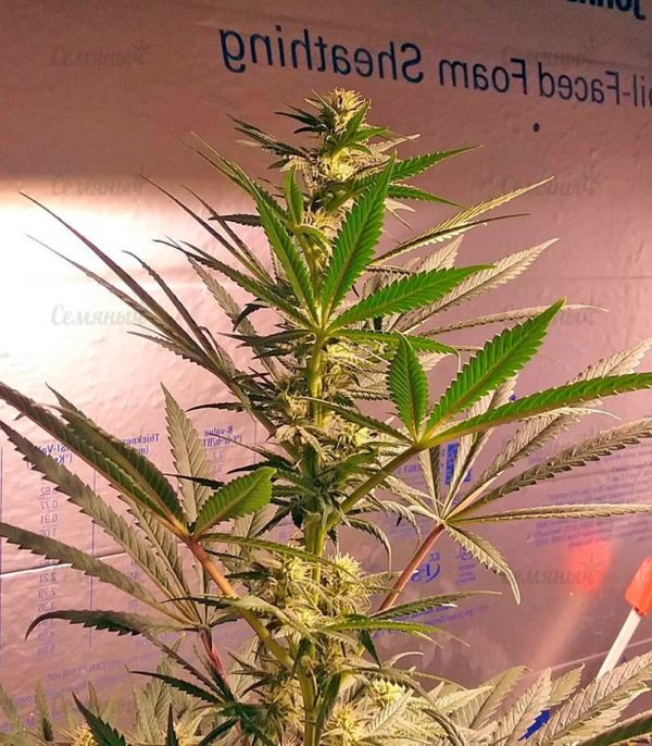 Семена сорта Wappa (Paradise Seeds) — изображение 4