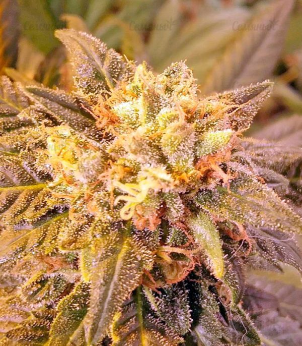 Семена сорта Wappa (Paradise Seeds) — изображение 5