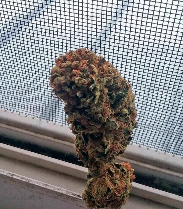 Семена сорта Wappa (Paradise Seeds) — изображение 6