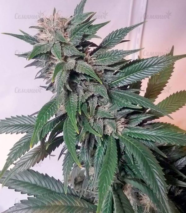 Семена сорта Wappa (Paradise Seeds) — изображение 7
