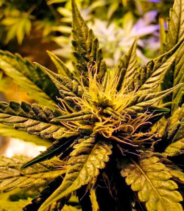 Семена сорта Wappa (Paradise Seeds) — изображение 8