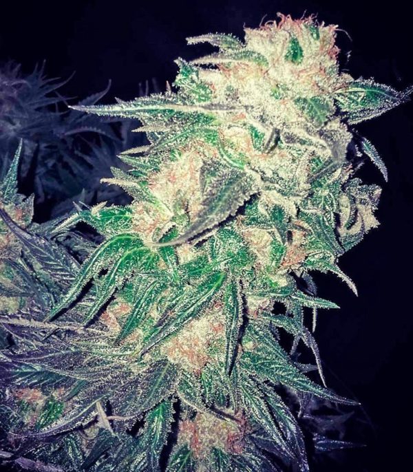 Семена сорта Wappa (Paradise Seeds) — изображение 9