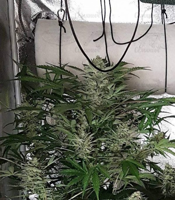 Семена сорта Ramses (Pyramid Seeds) — изображение 4