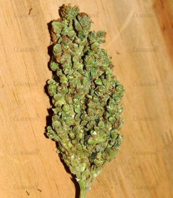 Семена сорта Ramses (Pyramid Seeds) — изображение 6