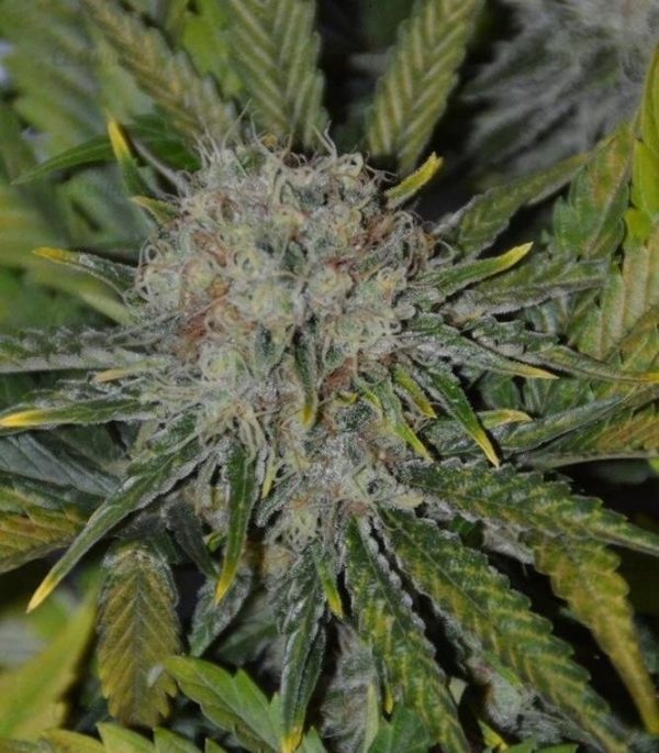 Семена сорта Sweet Valley Kush (GHS) — изображение 5
