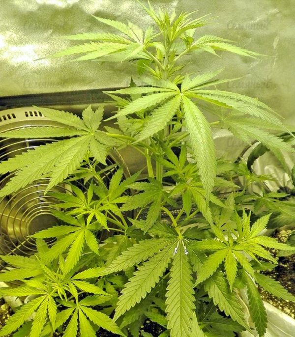 Семена сорта Kush-N-Cheese Autoflowering (Dinafem Seeds) — изображение 5