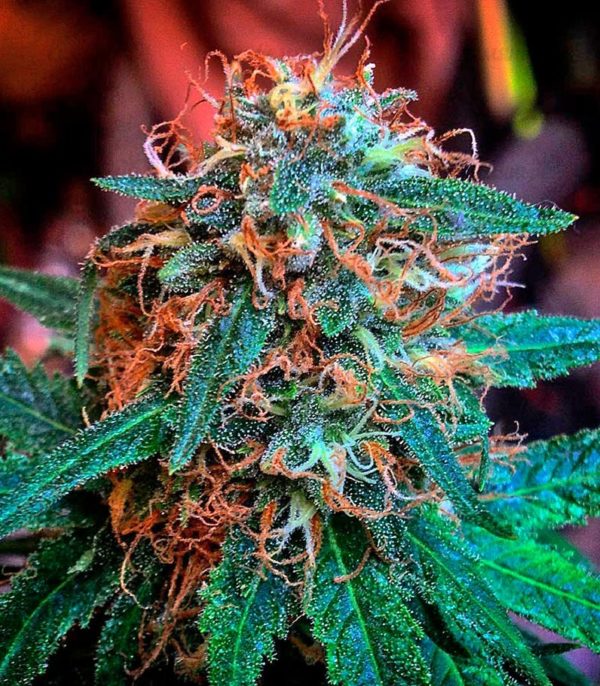 Семена сорта Kush-N-Cheese Autoflowering (Dinafem Seeds) — изображение 6