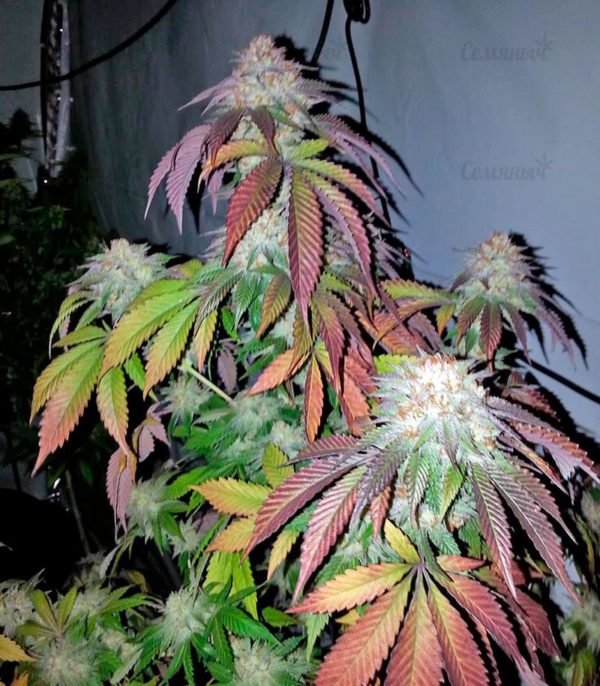 Семена сорта Kush-N-Cheese Autoflowering (Dinafem Seeds) — изображение 7