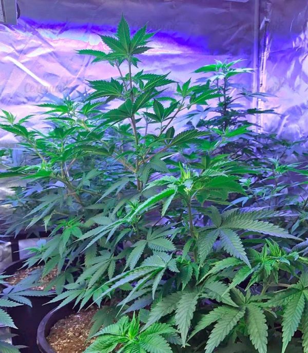 Семена сорта Kush-N-Cheese Autoflowering (Dinafem Seeds) — изображение 8