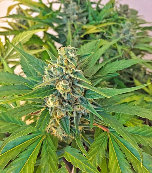 Семена сорта OG Kush Autoflowering (Dinafem Seeds) — изображение 5