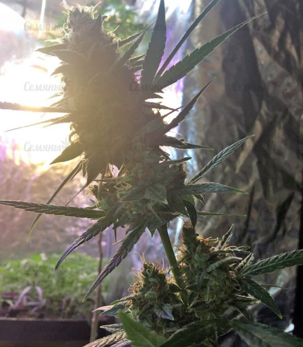 Семена сорта OG Kush Autoflowering (Dinafem Seeds) — изображение 6
