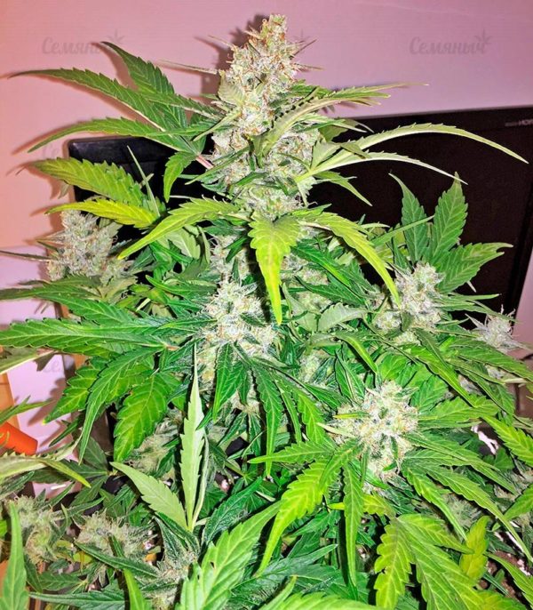 Семена сорта OG Kush Autoflowering (Dinafem Seeds) — изображение 7