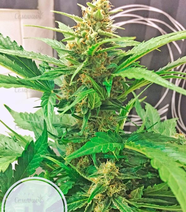 Семена сорта OG Kush Autoflowering (Dinafem Seeds) — изображение 8