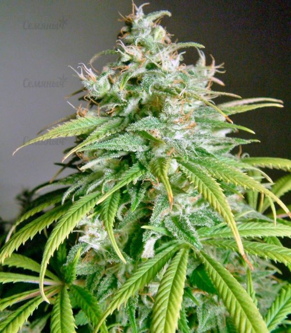 Семена сорта Critical Super Silver Haze (Delicious Seeds) — изображение 4
