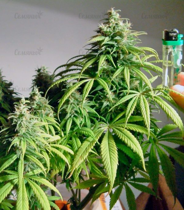 Семена сорта Critical Super Silver Haze (Delicious Seeds) — изображение 5