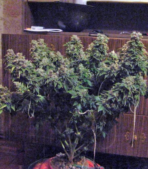 Семена сорта Acid (Paradise Seeds) — изображение 6