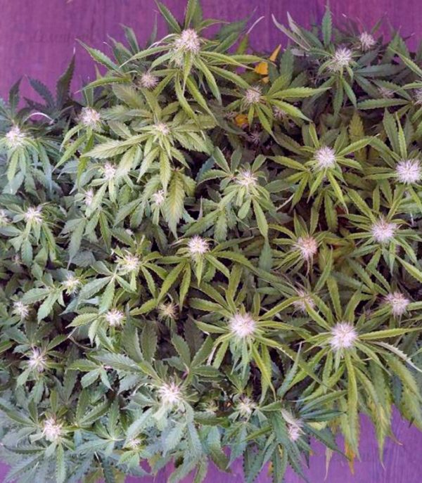Семена сорта Acid (Paradise Seeds) — изображение 7