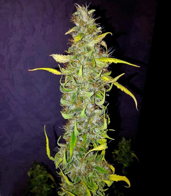 Семена сорта Arjan's Ultra Haze #2 — изображение 6