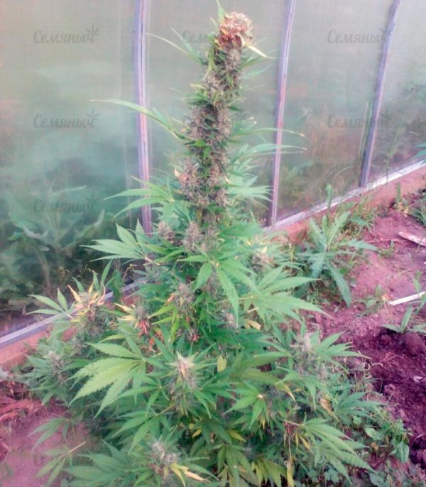 Семена сорта Arjan's Ultra Haze #2 — изображение 7