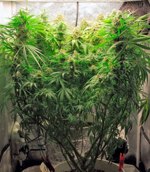 Семена сорта CBD Skunk Haze (Dutch Passion) — изображение 5