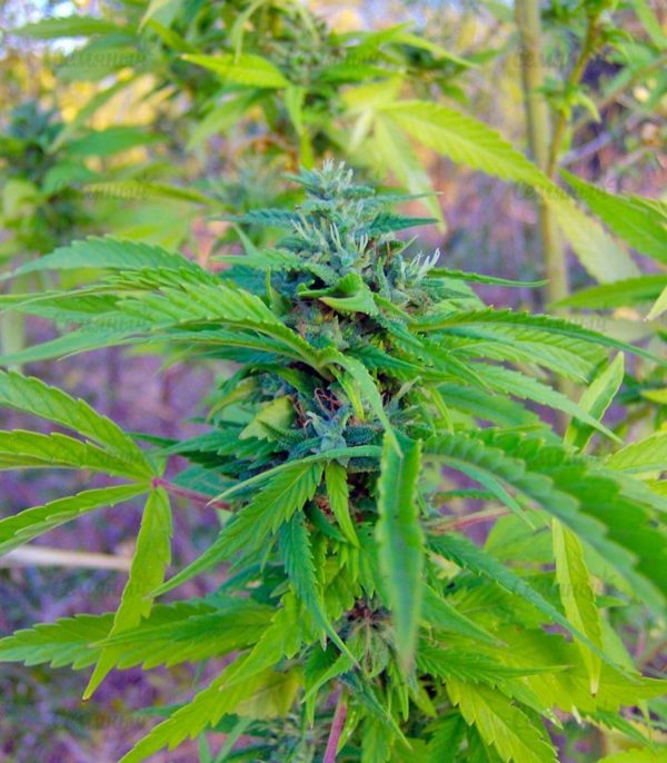 Семена сорта CBD Skunk Haze (Dutch Passion) — изображение 6