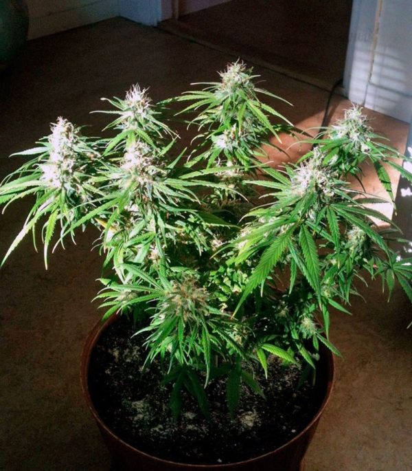 Семена сорта CBD Skunk Haze (Dutch Passion) — изображение 7