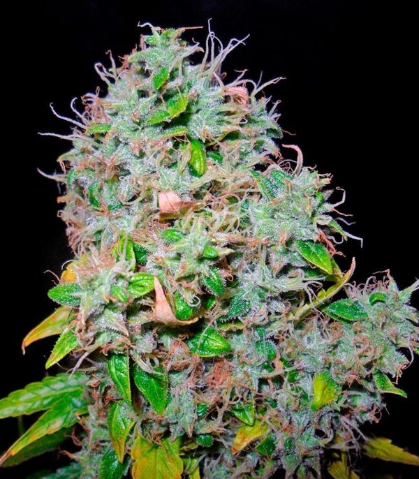 Семена сорта CBD Skunk Haze (Dutch Passion) — изображение 8