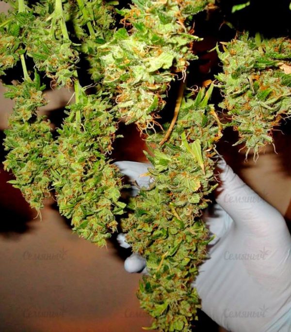 Семена сорта Sativa Champions Pack (Paradise Seeds) — изображение 5