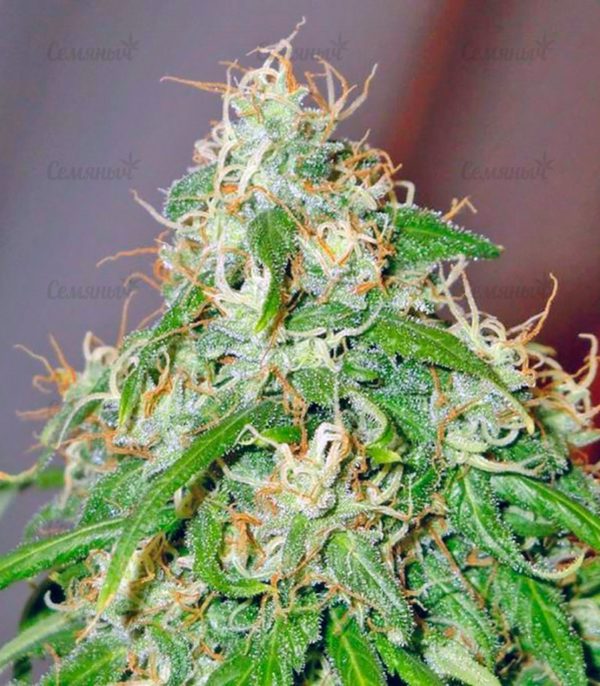 Семена сорта Sativa Champions Pack (Paradise Seeds) — изображение 6