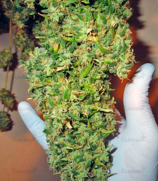 Семена сорта Sativa Champions Pack (Paradise Seeds) — изображение 7