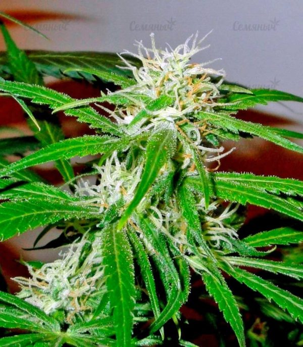 Семена сорта Sativa Champions Pack (Paradise Seeds) — изображение 8