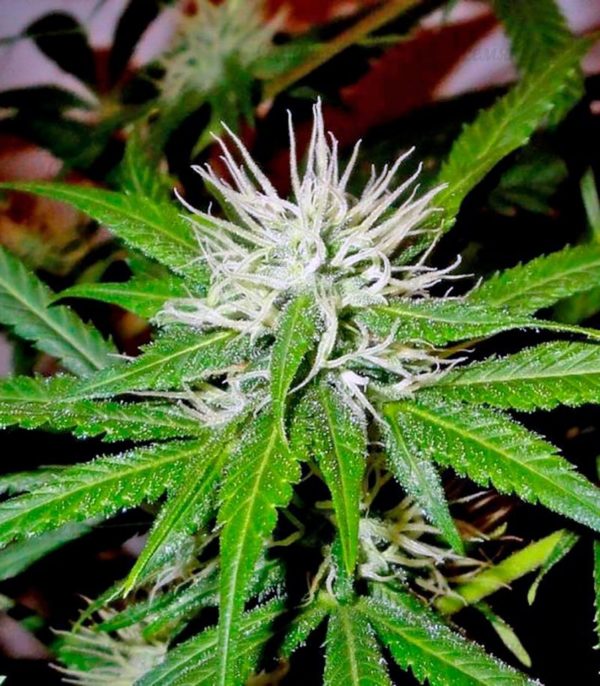 Семена сорта Sativa Champions Pack (Paradise Seeds) — изображение 9