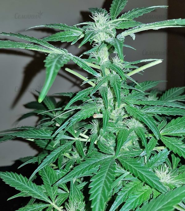Семена сорта Blue Kripple (Dr. Krippling Seeds) — изображение 4