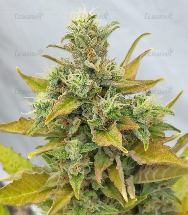 Семена сорта Blue Kripple (Dr. Krippling Seeds) — изображение 5