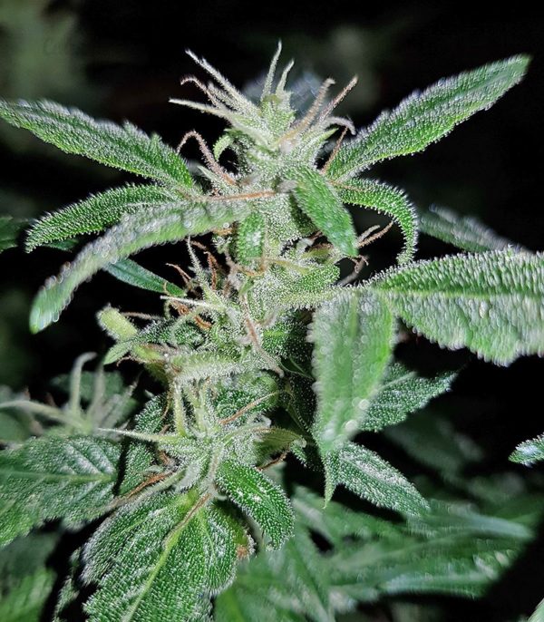 Семена сорта Blue Kripple (Dr. Krippling Seeds) — изображение 6