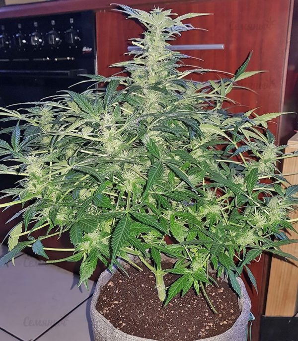Семена сорта Blue Kripple (Dr. Krippling Seeds) — изображение 7