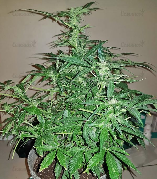 Семена сорта Blue Kripple (Dr. Krippling Seeds) — изображение 8