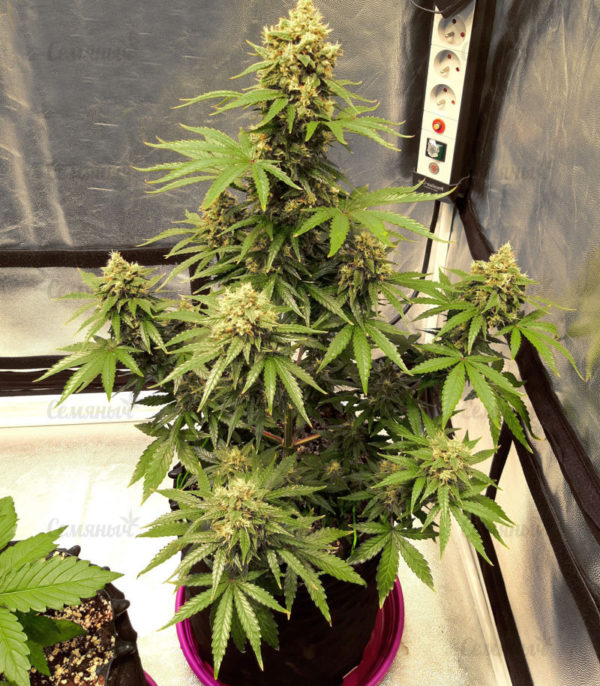 Семена сорта Critical Cheese Autoflowering (Dinafem Seeds) — изображение 7