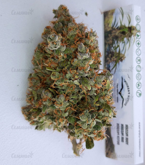 Семена сорта Critical Cheese Autoflowering (Dinafem Seeds) — изображение 10