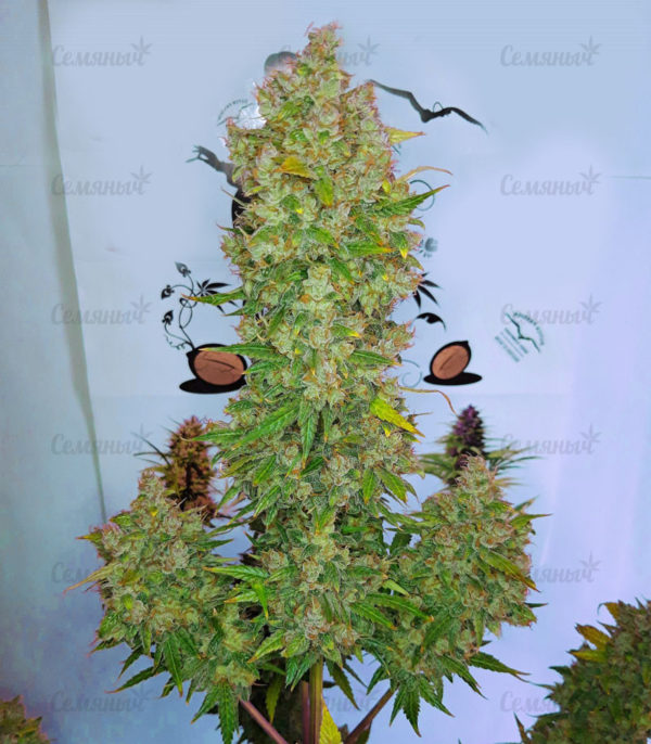 Семена сорта Critical Cheese Autoflowering (Dinafem Seeds) — изображение 9