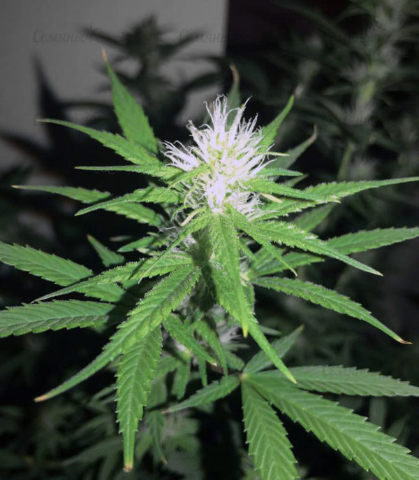 Семена сорта Critical Cheese Autoflowering (Dinafem Seeds) — изображение 8