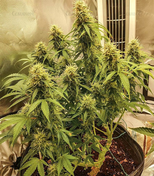 Семена сорта Auto Seemango (Victory Seeds) — изображение 2